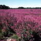 Image for article titled What will plant life look like after centuries of climate change?